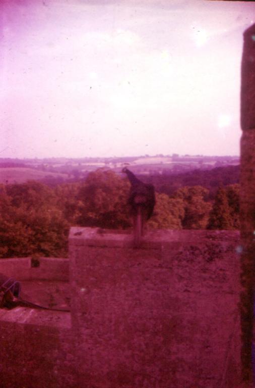 eSlide 05A Peacock at Belvoir Castle