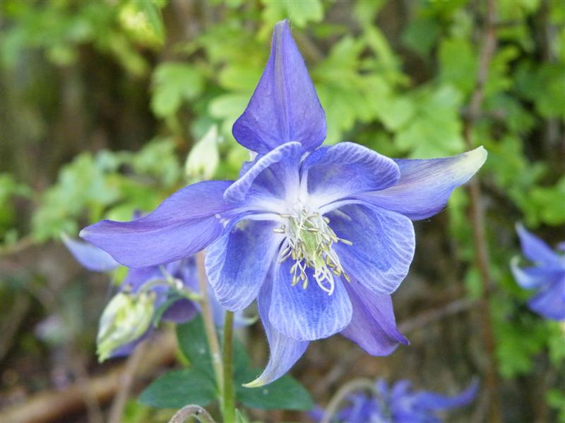 Aquilegia