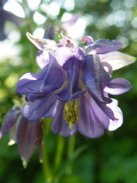 Aquilegia