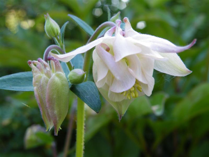 Aquilegia