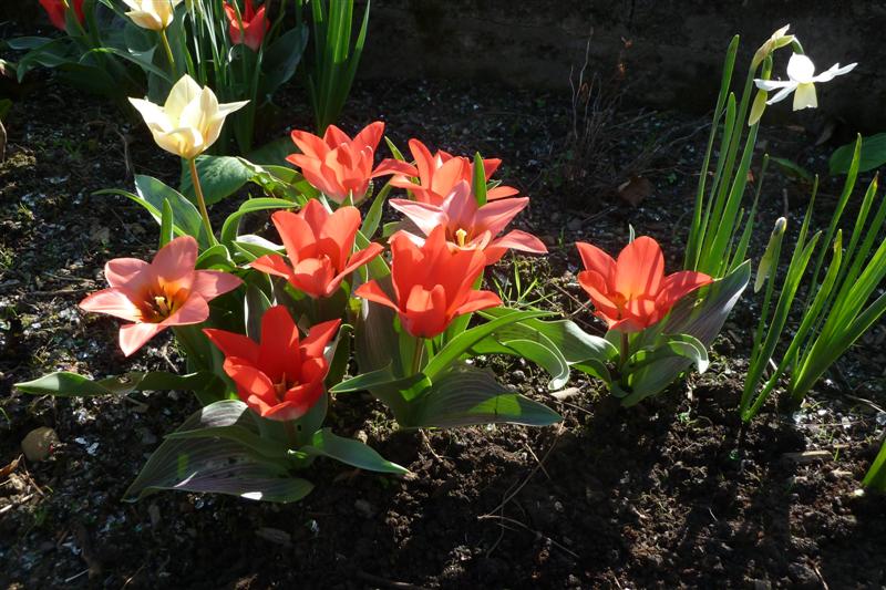 Bulbs planted by Lorna