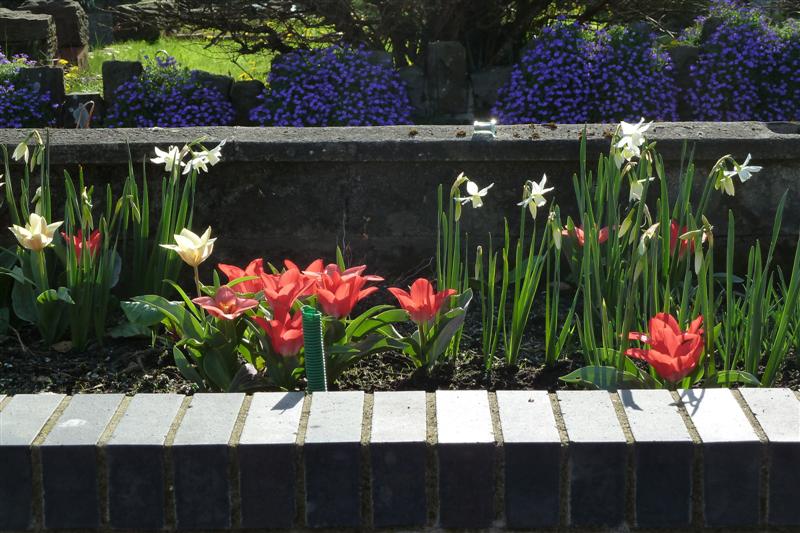 Bulbs planted by Lorna, green pipe planted by John!