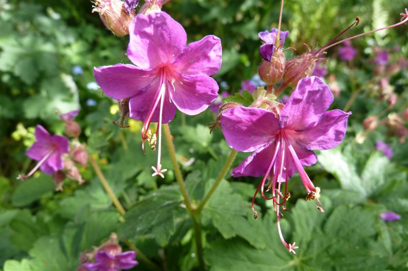 Geranium macrorrhizum