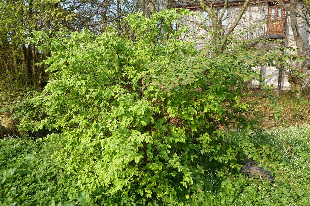 ID - Cotoneaster and - ?