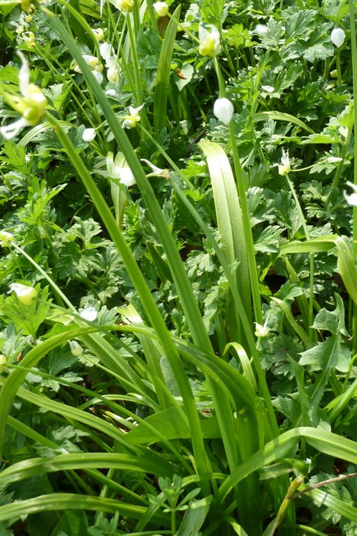 ID - leaves white garlic scented plant