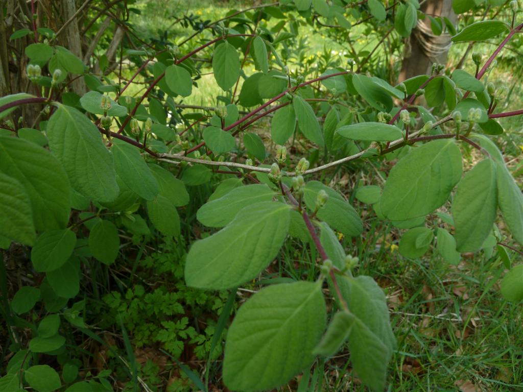ID - shrub nearest garage (gateside)