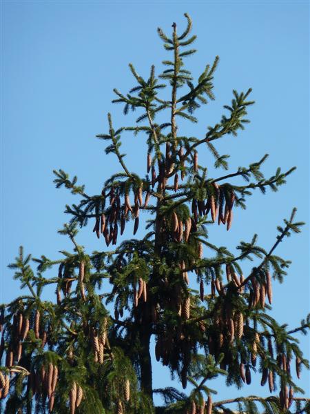 Incredible cones, Hoyle Court