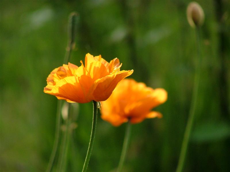Papaver orientalis