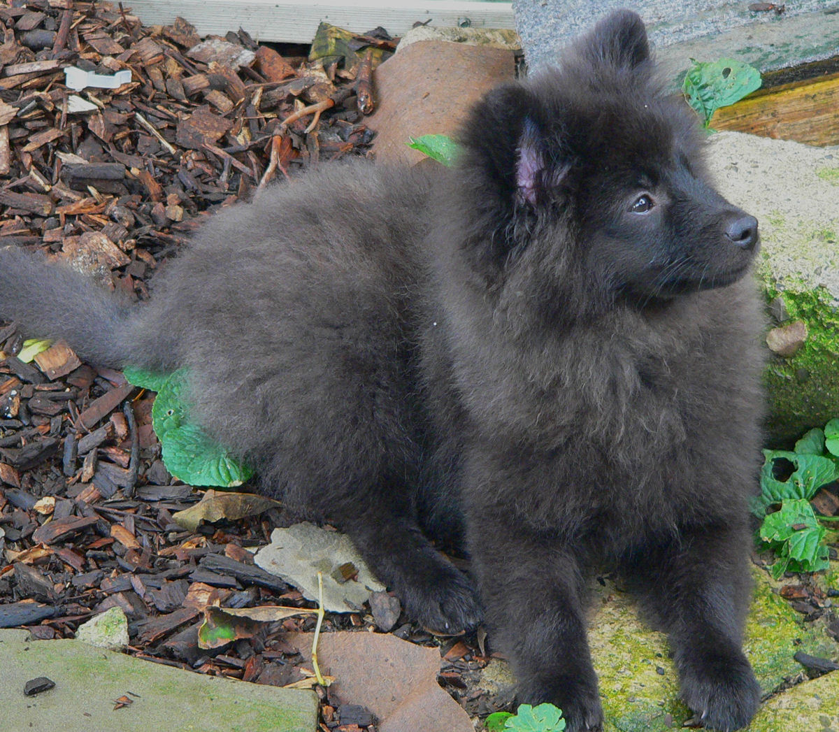 Loki