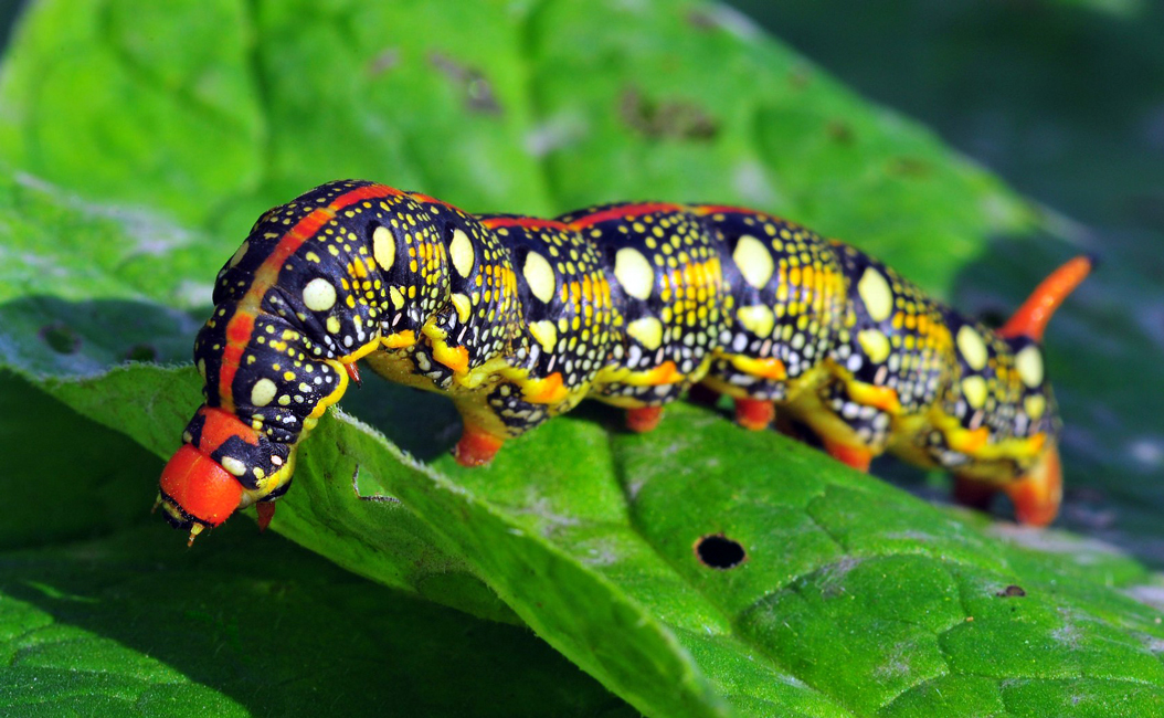 Caterpillar of Spurge Hawk-moth