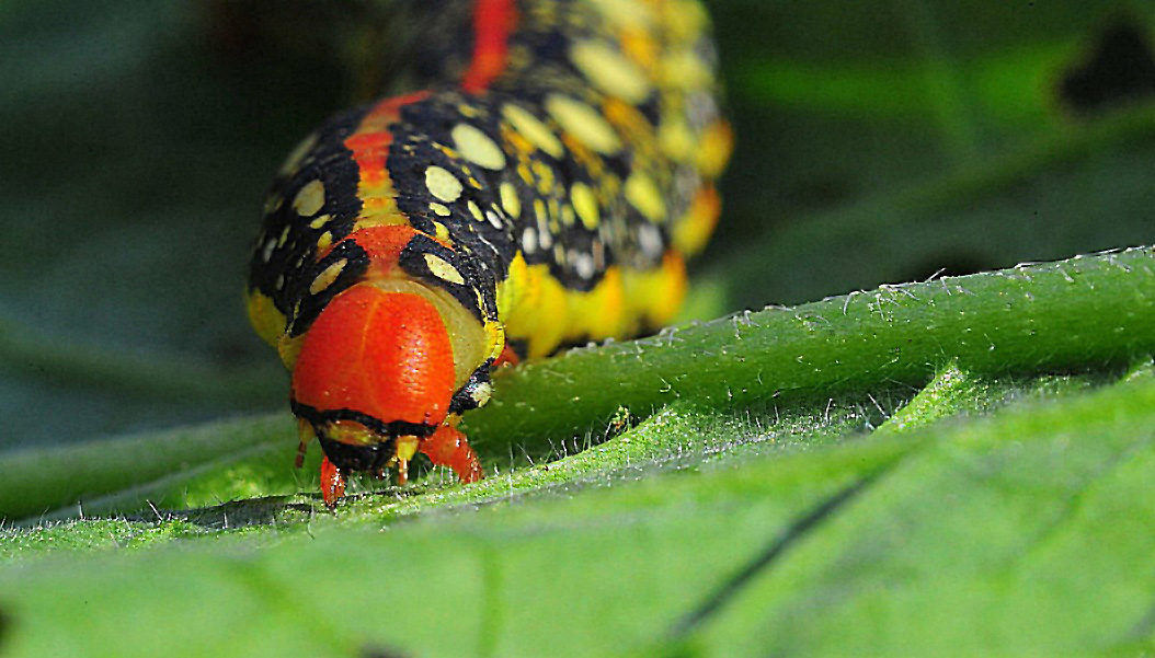 Caterpillar of Spurge Hawk-moth