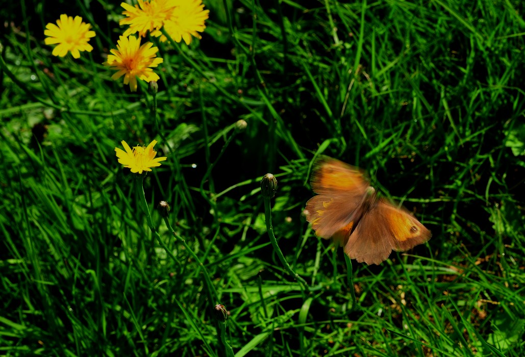 DSC_9342.jpg