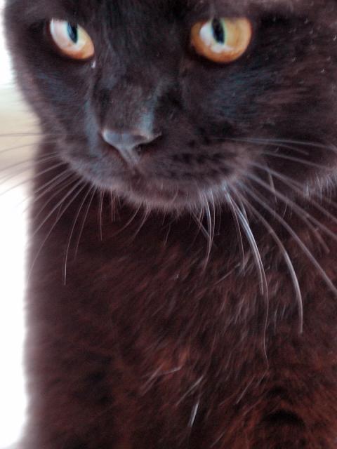 mon chocolate2.JPG