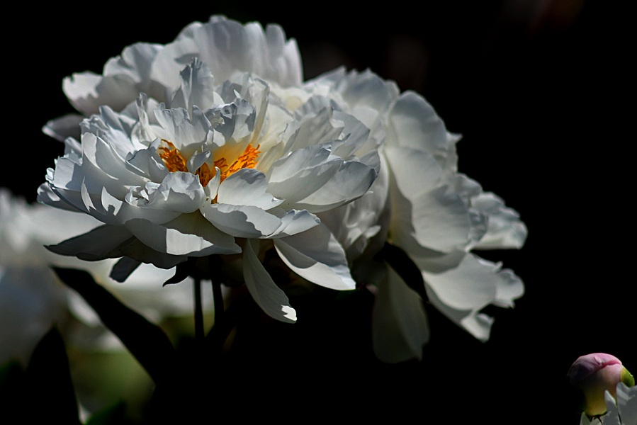 DSC_5371pb2.jpg
