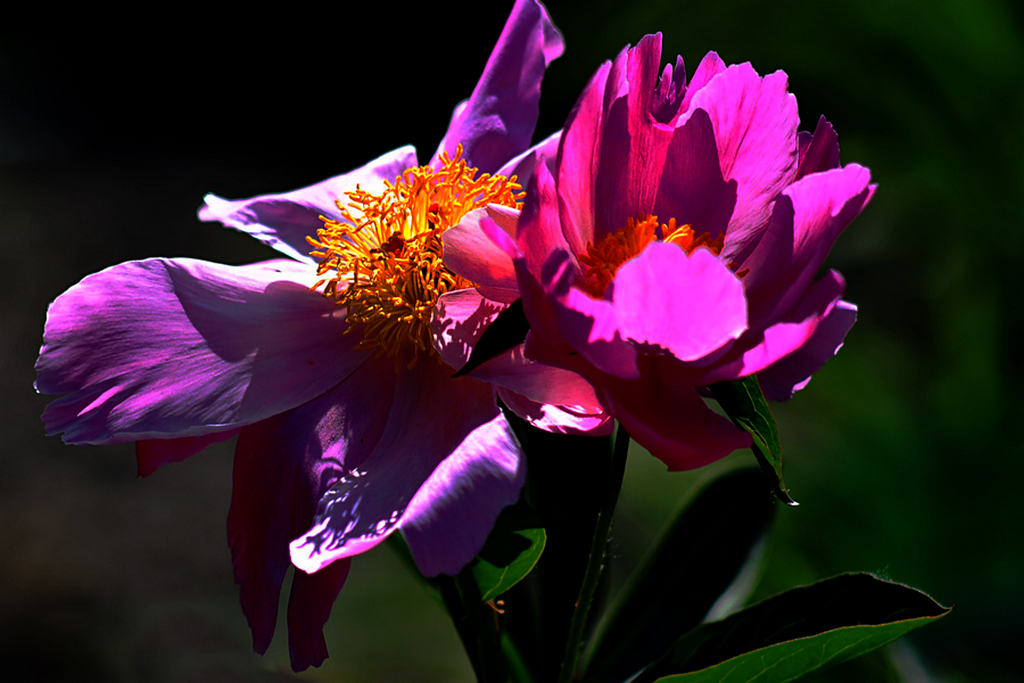 DSC_5382pb3.jpg