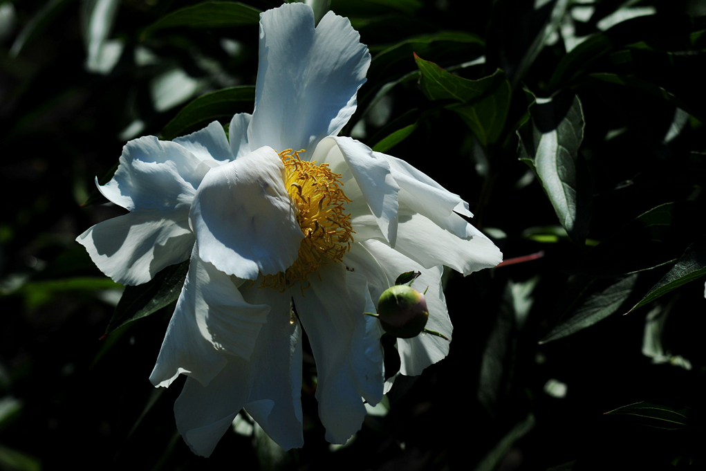 DSC_5399pb.jpg