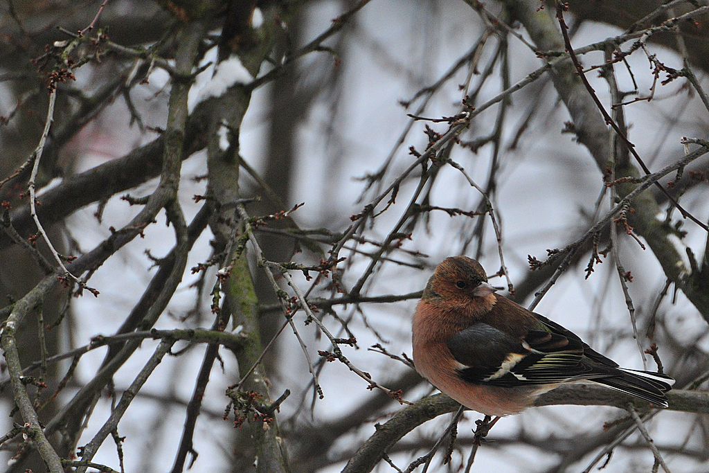 Zieba zwyczjana,Fringilla coelebs, Chaffinch