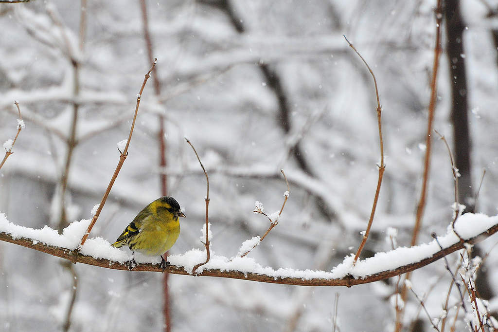  Trznadel zoltobrzuch, (Emberiza citrinella) ,Yellowhammer