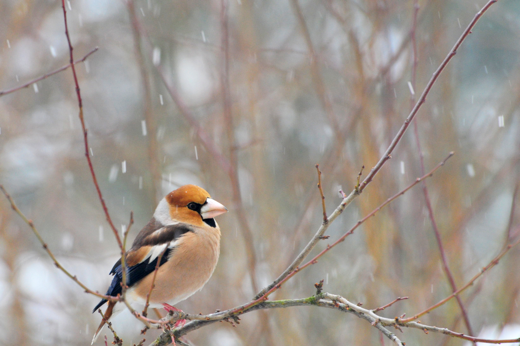 Grobodziob zwyczajny,(Coccothraustes coccothraustes) ,Hawfinch