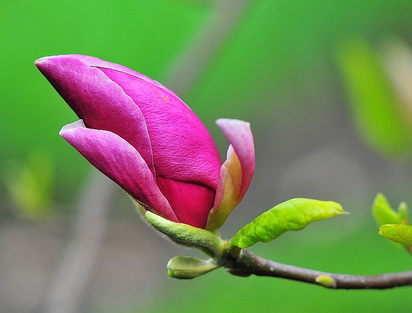 magnolia1
