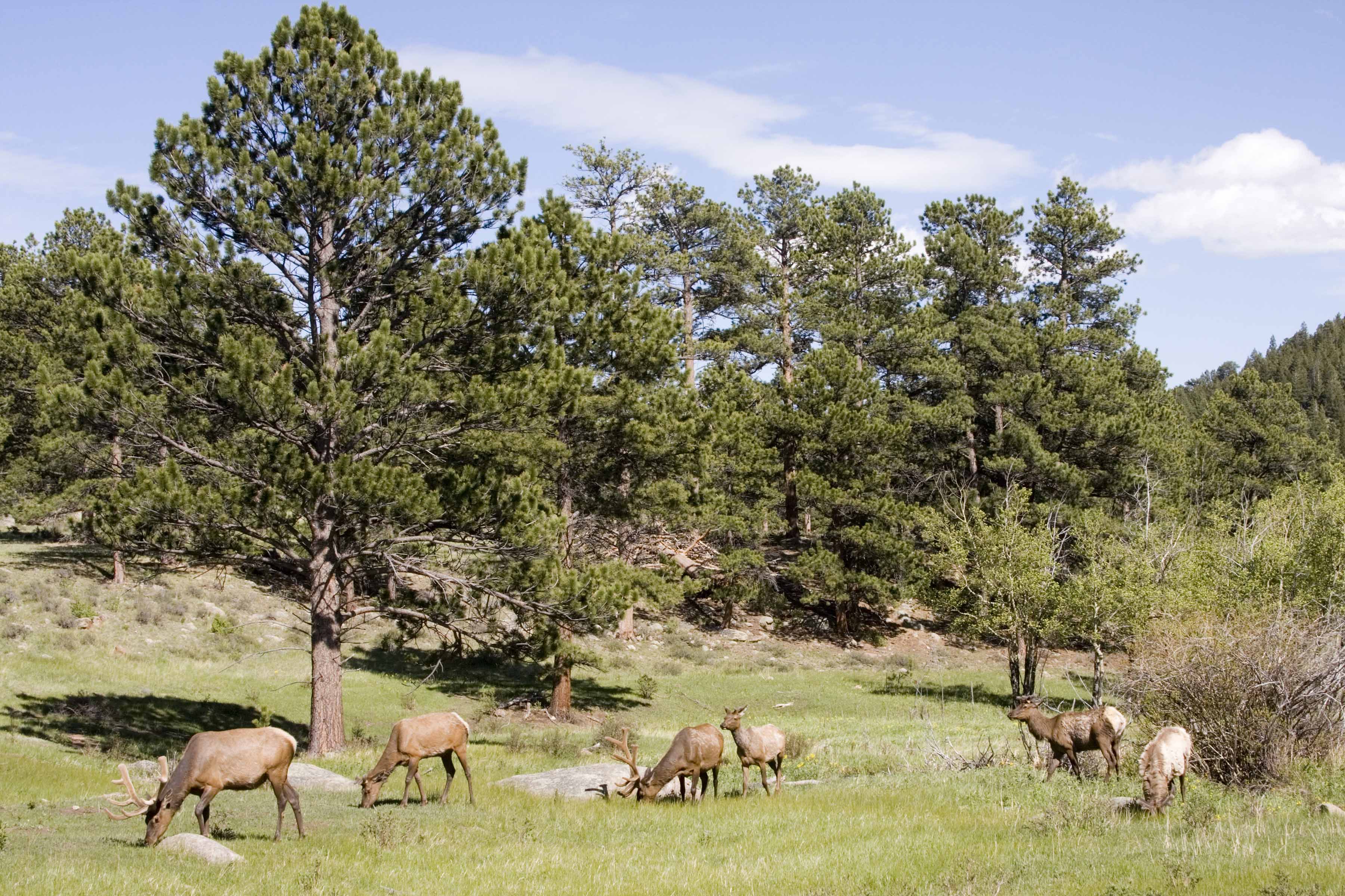 Grazing Elk - Rocky Mountain National Park