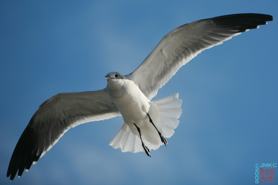 Seagull