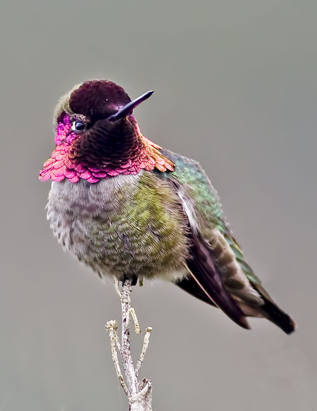 Annas Hummingbird, male