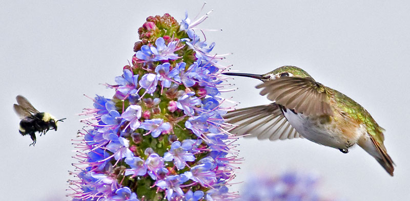 Calliope Hummingbird <br> (Stellula calliope)