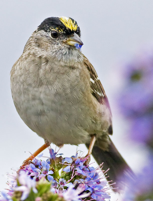 Golden-Crowned Sparrow snacking on blossoms
