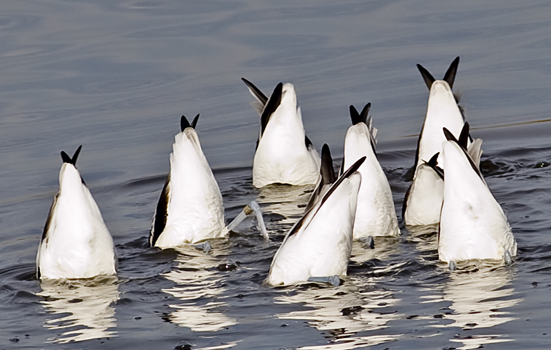 American Avocets group feeding<br> (Recurvirostra americana)