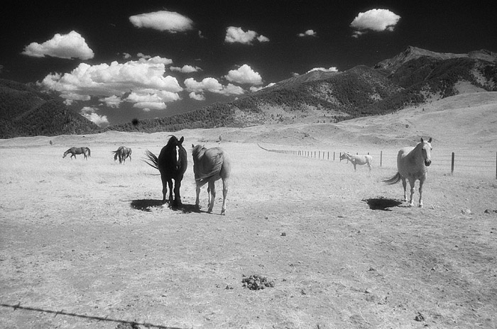 horses2.jpg
