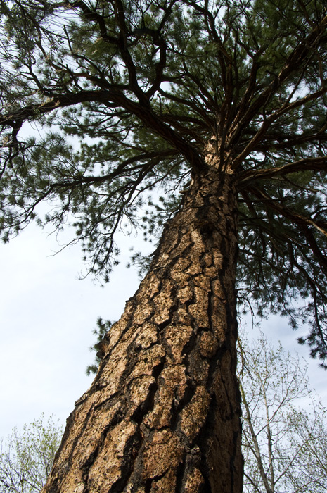 Ponderosa Pine