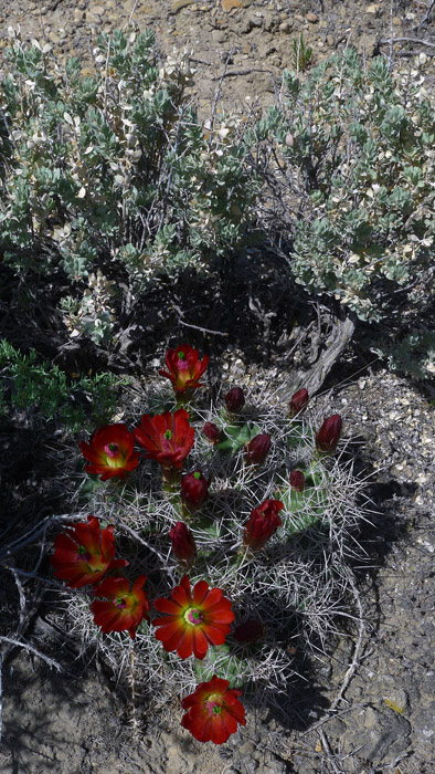 P1050338a.jpg