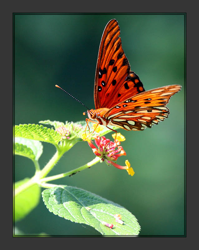 Butterfly1