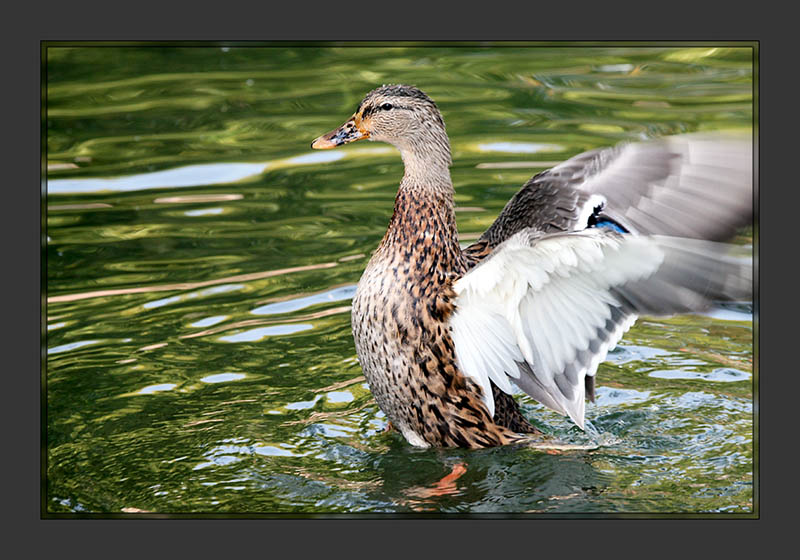 Mallard hen