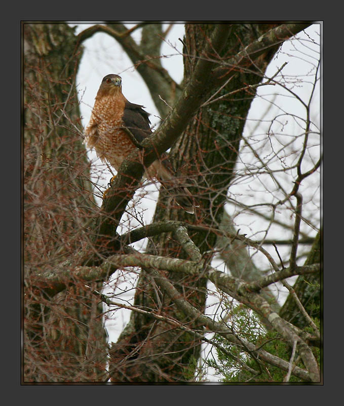 Coopers Hawk1