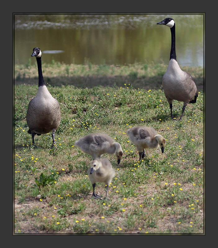 Proud Parents