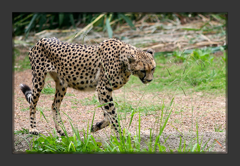 Cheetah1
