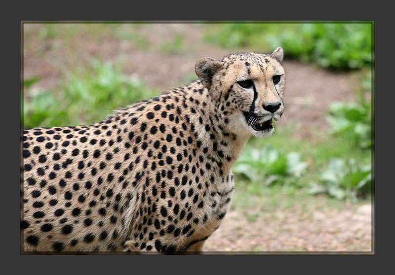 Cheetah3
