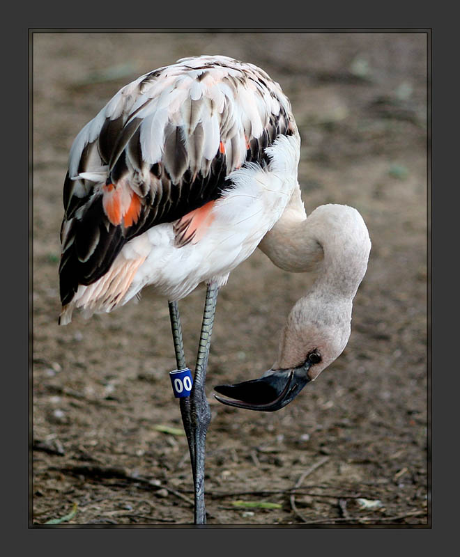 Flamingo