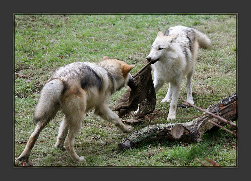 Wolves playing tug-of-war