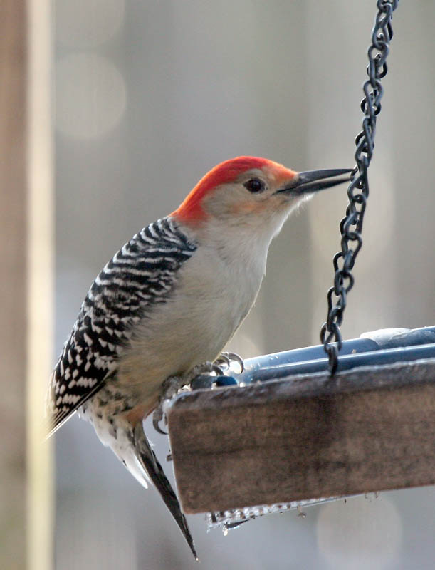 Red-Bellied Woodpecker