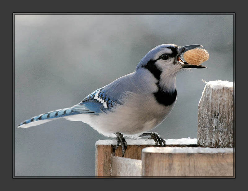 Blue Jay with Peanut