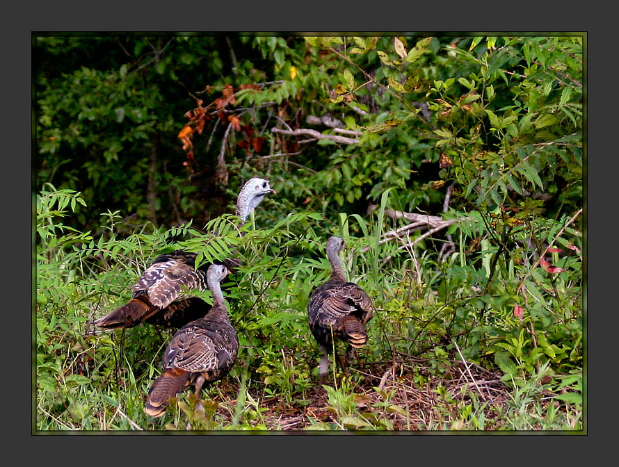 Wild Turkeys