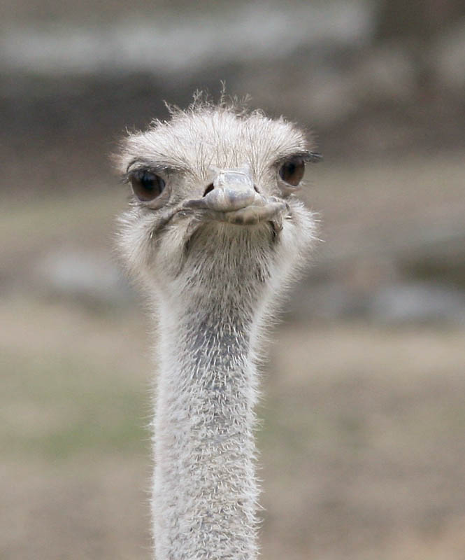 Ostrich