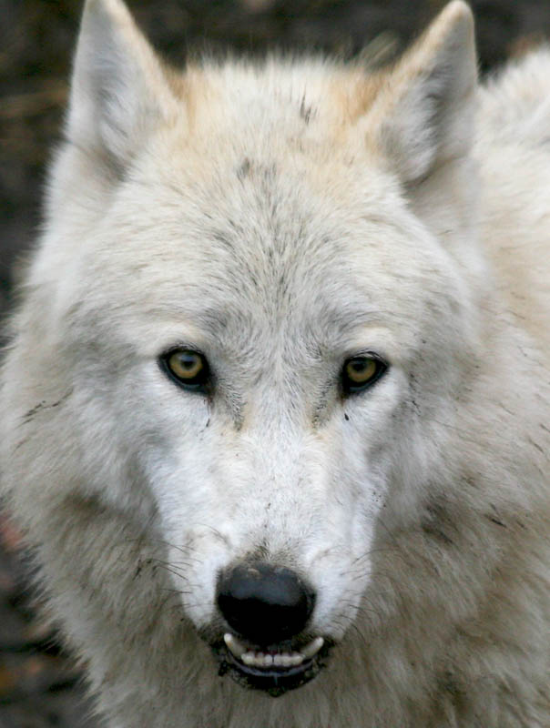 Timberwolf