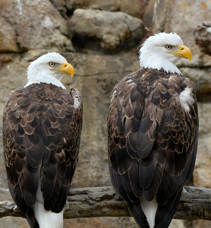 Eagles