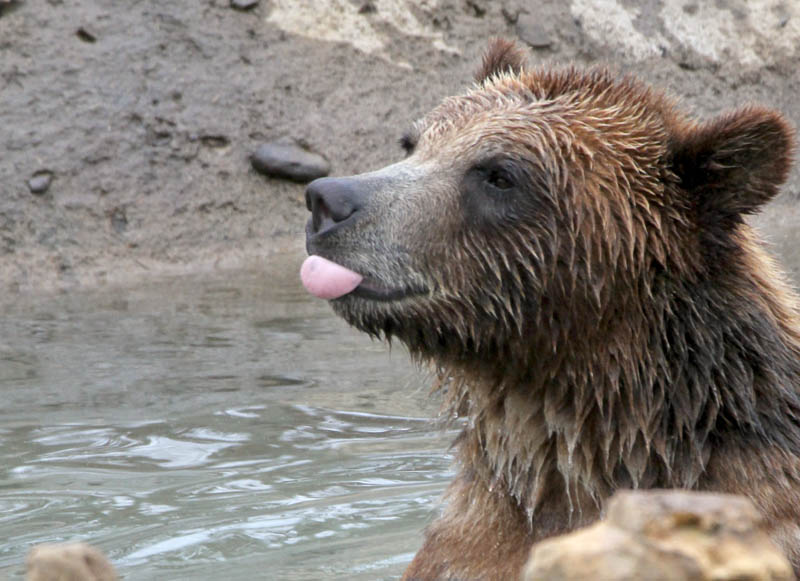 Griz