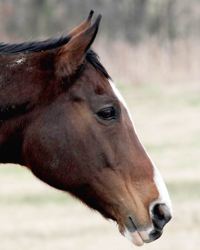 School Horse.
