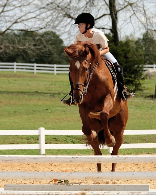 Moose Jumps!!